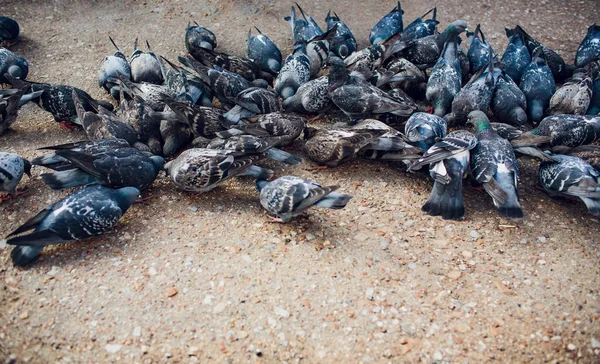 Homeless hungry wild pigeon pecks cookies on the asphalt. Gray dove bird. Animal protection. Blurred background. Place text. — Stock Photo, Image