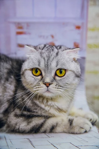 Gato gris orejudo sobre fondo blanco aislado. Primer plano retrato gato mirada cámara —  Fotos de Stock
