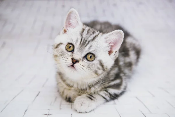 Gray lop-eared cat on white background isolated. Close up portrait cat look camera — Stock Photo, Image