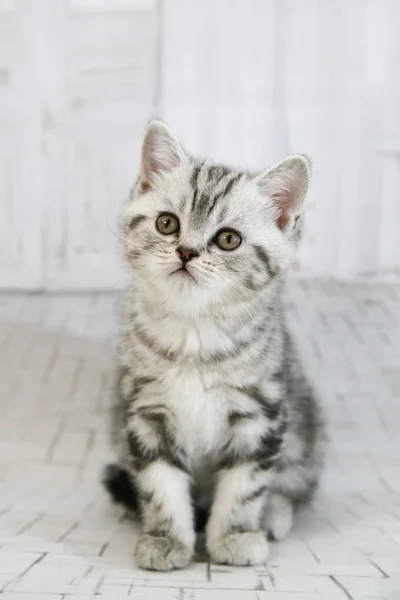 고립 된 흰색 바탕에 회색 lop-eared 고양이입니다. 세로 고양이 모습 카메라를 닫습니다 — 스톡 사진