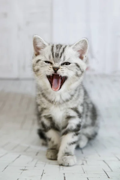 Gatto dalle orecchie grigie su sfondo bianco isolato. Close up ritratto gatto guarda fotocamera — Foto Stock