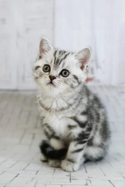 Gato gris orejudo sobre fondo blanco aislado. Primer plano retrato gato mirada cámara — Foto de Stock