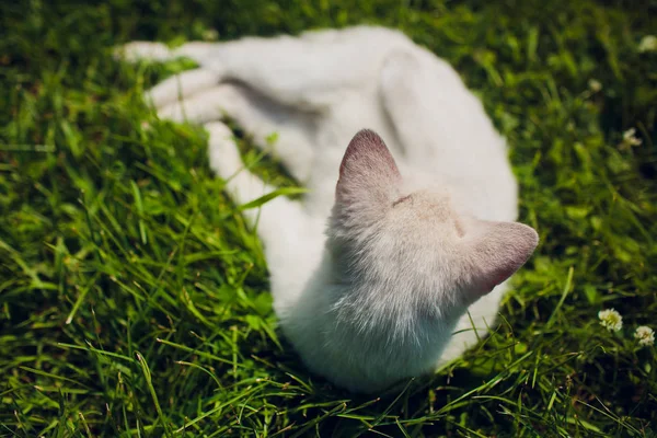 Gatto sdraiato sul retro godere del sole splende nel parco si siede come un uomo — Foto Stock
