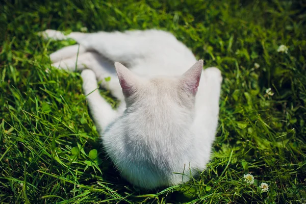 Кіт лежить на спині насолоджуйтесь сонячним сяйвом у парку сидить як чоловік — стокове фото