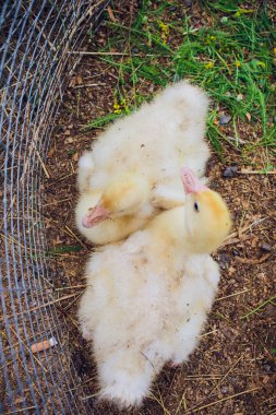 Sarı ördek kutusunda Satılık adil. Kuluçka makinesi ördek yavrusu Satılık