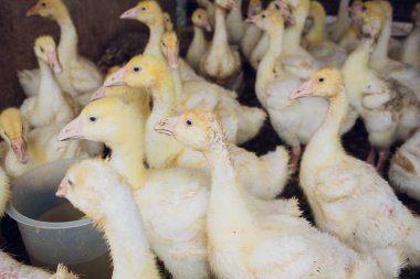 Sarı ördek kutusunda Satılık adil. Kuluçka makinesi ördek yavrusu Satılık