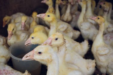 Sarı ördek kutusunda Satılık adil. Kuluçka makinesi ördek yavrusu Satılık