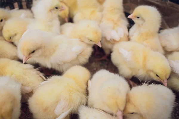 Yellow duck in box for sale fair. Incubator ducklings for sale — Stock Photo, Image