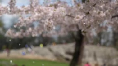 Central park new york sakura