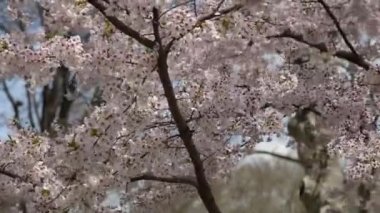 Central park new york sakura