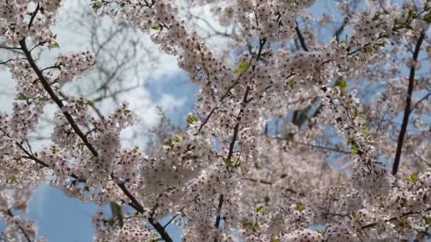 Central Park New York Sakura — Vídeos de Stock