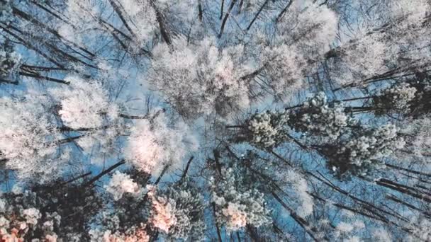 Volando sobre el bosque de pinos. inspección aérea. árboles de nieve. tonificación moderna, hermoso color — Vídeos de Stock