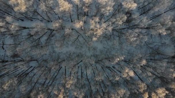松の林に飛んでいます。航空測量。雪の木. — ストック動画