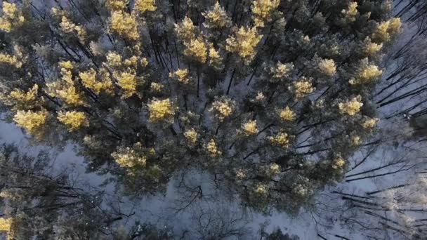 Fliegen über den Kiefernwald. Luftaufnahme. Schneebäume. — Stockvideo
