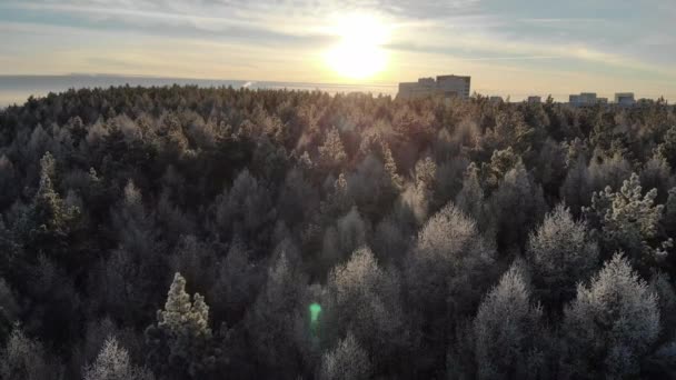 Volando Sobre Bosque Pinos Inspección Aérea Árboles Nieve — Vídeos de Stock