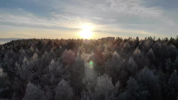 Flygande över tallskogen. flygfotografering. snö träd. — Stockvideo