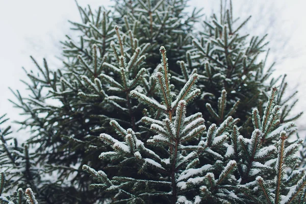 크리스마스 트리를 밝은 눈으로 덮고. 크리스마스와 새해 연휴 배경. 빈티지 색 톤. — 스톡 사진