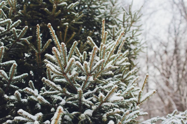 크리스마스 트리를 밝은 눈으로 덮고. 크리스마스와 새해 연휴 배경. 빈티지 색 톤. — 스톡 사진