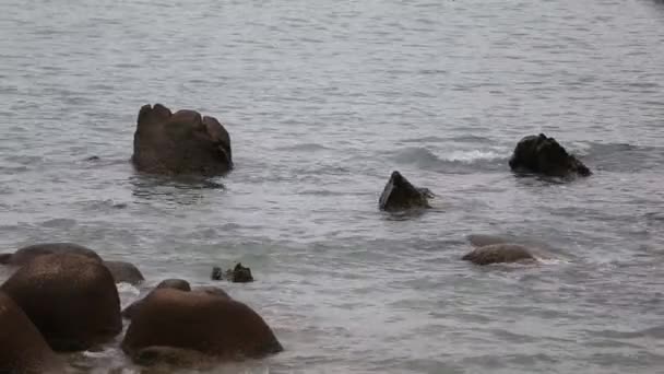 Vacker ung kvinna som håller en röd katt. — Stockvideo