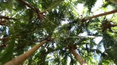 dal Hindistan cevizi avuç içi mavi gökyüzü altında