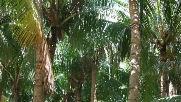 Takken kokospalmen onder de blauwe hemel — Stockvideo