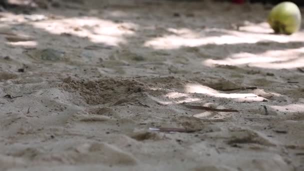 Peludo coco cae en la playa de arena hermosa poco profunda . — Vídeos de Stock