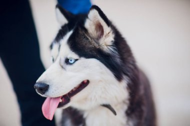 Portre Husky beton zemin çerçevede bir yolda sahibi ile mavi gözlü
