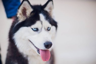 Portre Husky beton zemin çerçevede bir yolda sahibi ile mavi gözlü