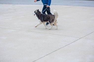 Portre Husky beton zemin çerçevede bir yolda sahibi ile mavi gözlü