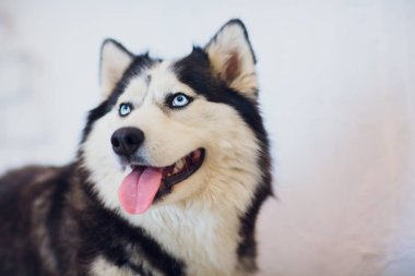 Portre Husky dilini dışarı asılı ile mavi gözlü