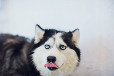 Portre Husky dilini dışarı asılı ile mavi gözlü