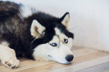 Portre Husky dilini dışarı asılı ile mavi gözlü