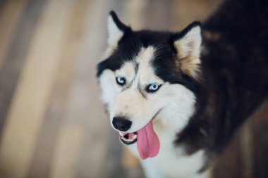 Portre Husky dilini dışarı asılı ile mavi gözlü