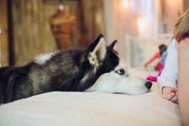 mavi gözlü portre Husky ana bilgisayar ile köpek