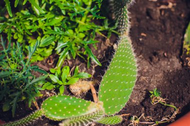 Dekoratif kaktüs bitkileri