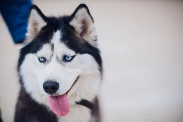 Portrait Husky with blue eyes with the owner on a walk against the background of the concrete floor — Stock Photo, Image