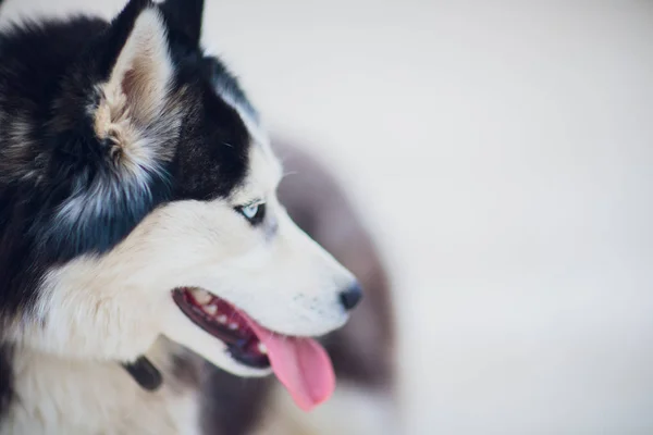 Retrato Husky con ojos azules con el propietario en un paseo sobre el fondo del suelo de hormigón —  Fotos de Stock