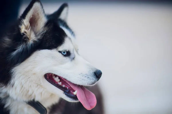 Portrét Husky s modrýma očima s majitelem na procházku na pozadí betonové podlahy — Stock fotografie