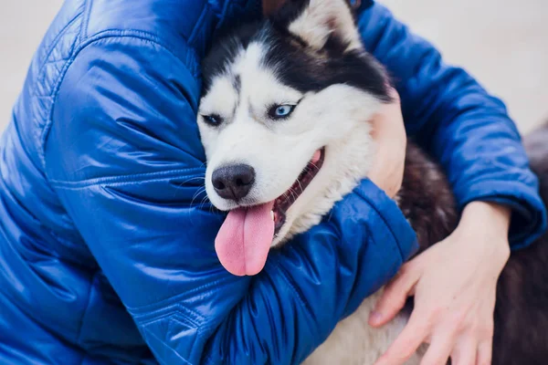 Retrato Husky con ojos azules con el propietario en un paseo sobre el fondo del suelo de hormigón —  Fotos de Stock