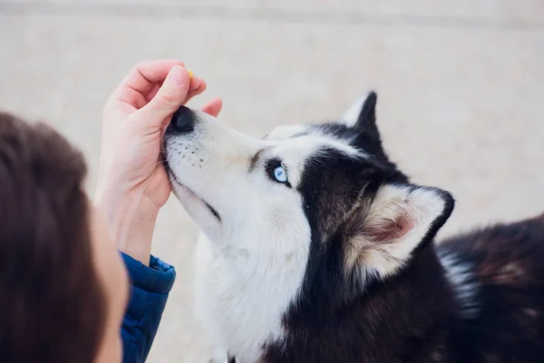 Retrato Husky con ojos azules con el propietario en un paseo sobre el fondo del suelo de hormigón —  Fotos de Stock