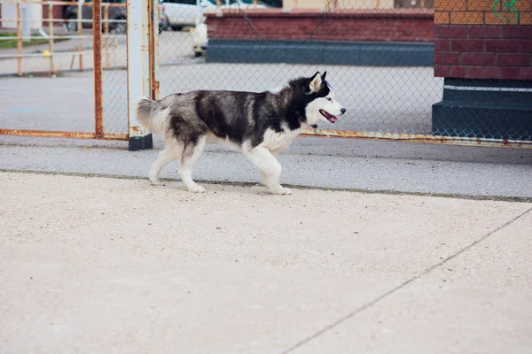 Retrato Husky con ojos azules con el propietario en un paseo sobre el fondo del suelo de hormigón — Foto de Stock