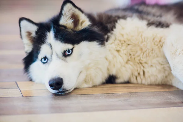 Retrato Husky con ojos azules con la lengua colgando —  Fotos de Stock