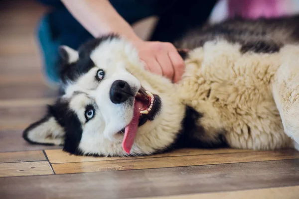 Retrato Husky con ojos azules con la lengua colgando —  Fotos de Stock