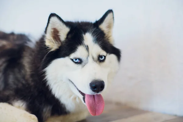 Portret Husky met blauwe ogen met zijn tong opknoping uit — Stockfoto