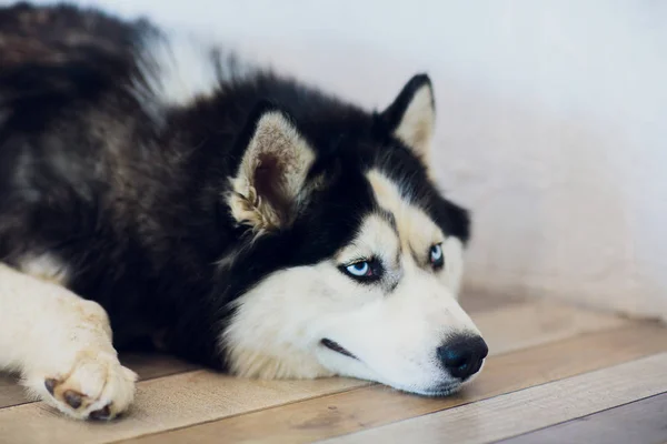 Portret Husky met blauwe ogen met zijn tong opknoping uit — Stockfoto