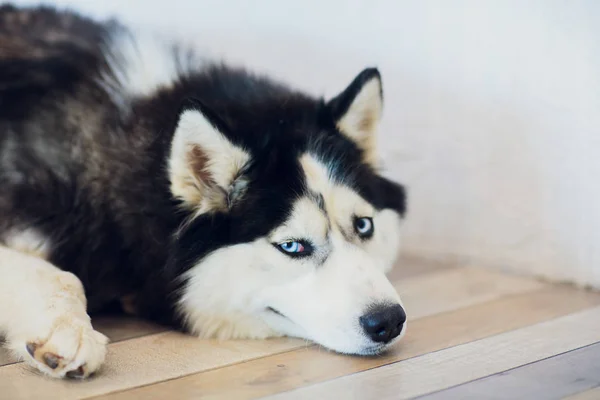 Retrato Husky con ojos azules con la lengua colgando —  Fotos de Stock