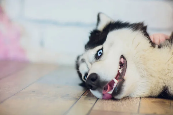 Ritratto Husky con gli occhi azzurri con la lingua fuori — Foto Stock