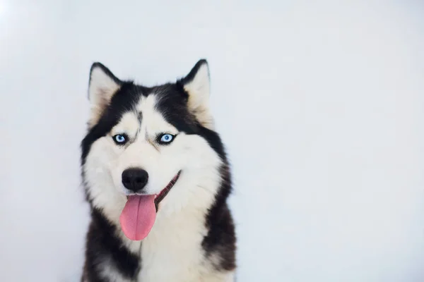 Portret van een Husky met blauwe ogen op een witte achtergrond — Stockfoto