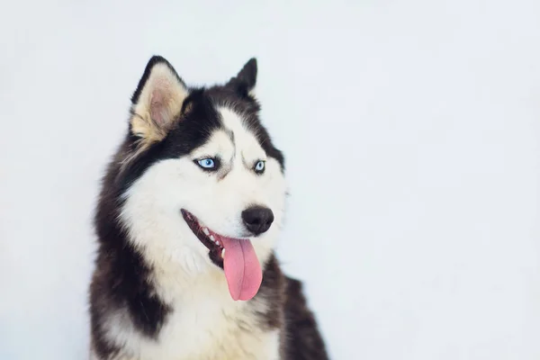 Retrato de un Husky con ojos azules sobre un fondo blanco —  Fotos de Stock