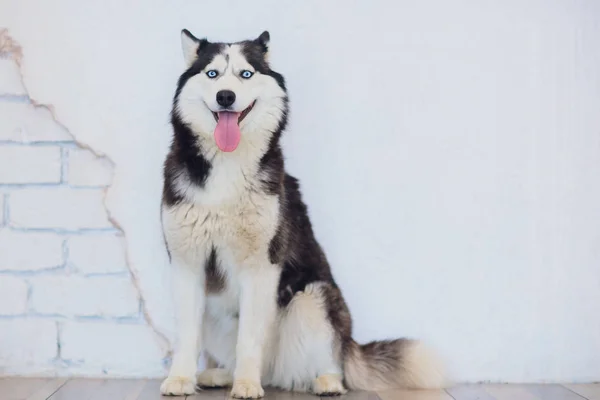 Portrét Husky s modrýma očima, s jeho jazyk visí — Stock fotografie